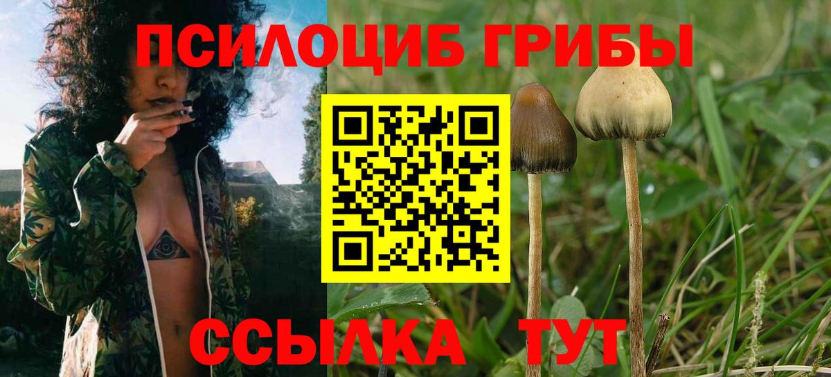Псилоцибиновые грибы мицелий Мыски